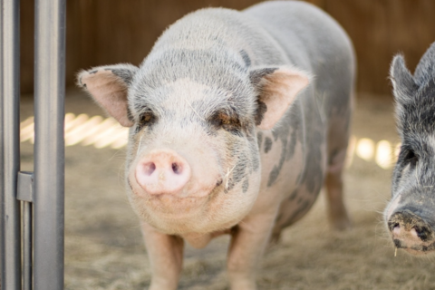 Giá heo hơi hôm nay 4/12: 3 miền kéo dài chuỗi tăng, miền Bắc lên đỉnh 60.000 đồng/kg