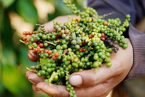 Giá tiêu hôm nay 4/12/2025: Tiêu Việt dẫn đầu thị trường Thái Lan