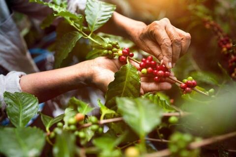 Giá cà phê hôm nay 5/12/2025: Đà giảm tiếp tục sụt sâu