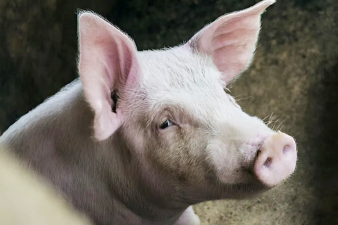 Giá heo hơi hôm nay 9/12: 3 miền "đóng băng" ở đỉnh 61.000 đồng/kg