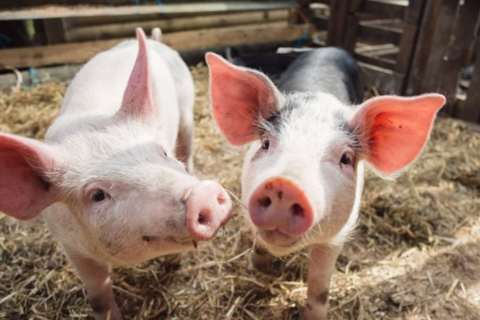 Giá heo hơi hôm nay 10/12: Miền Bắc quay đầu giảm, miền Nam tăng nhẹ