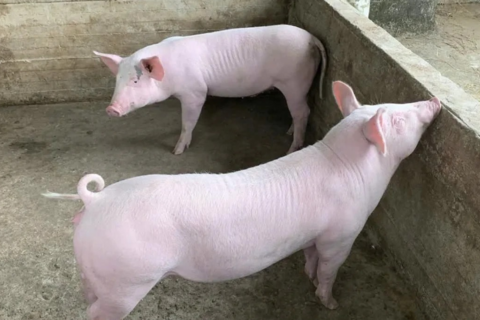 Giá heo hơi hôm nay 12/12/2025: 3 miền tăng mạnh, nâng đỉnh lên 62.000 đồng/kg