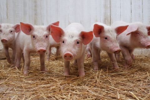 Giá heo hơi hôm nay 15/12/2025: Ba miền giữ vững đỉnh 62.000 đồng/kg đầu tuần