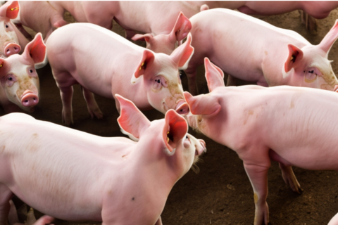 Giá heo hơi hôm nay 16/12: 3 miền tăng mạnh, miền Bắc nâng lên đỉnh 65.000 đồng/kg