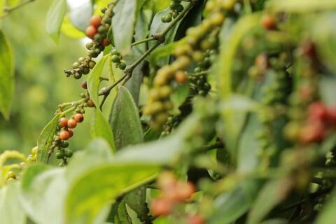 Giá tiêu hôm nay 17/12: Lấy lại đà tăng nhẹ