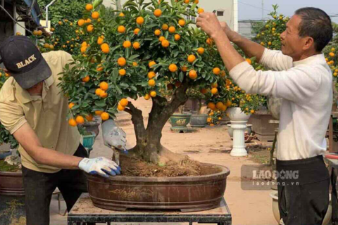 Cây trang trí văn phòng cuối năm, chọn sao cho đúng mùa, gọn gàng