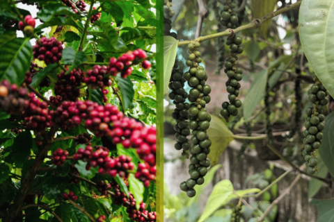 Ngày 24/12: Giá cà phê tăng nhẹ, giá tiêu giữ giá