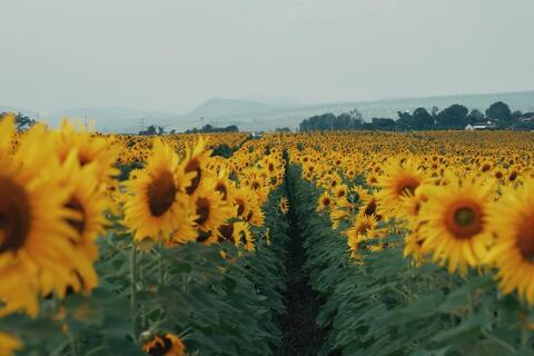 Kinh nghiệm check in đồng hoa hướng dương nổi rần rần ở Nghệ An