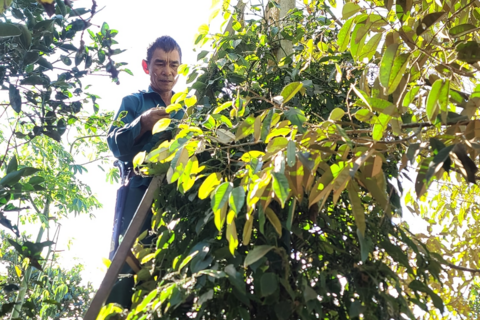 Ngày 25/12: Giá cà phê và hồ tiêu cùng tăng mạnh, nông dân không muốn bán cà phê