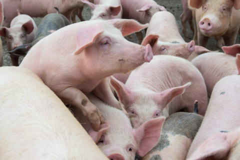 Giá heo hơi hôm nay 25/12: Miền Bắc ổn đỉnh, miền Trung và Nam tăng nhẹ