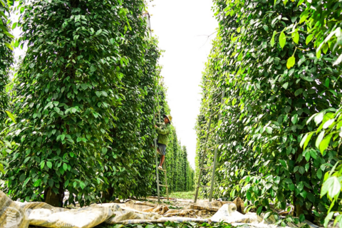 Ngày 26/12: Giá cà phê và hồ tiêu tiếp tục tăng mạnh