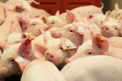 Giá heo hơi hôm nay 5/1/2026: Miền Bắc mở đầu tuần ở đỉnh 69.000 đồng/kg, miền Trung đứng thứ 2