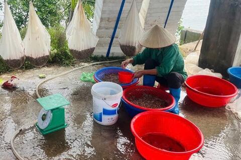 Trúng mùa rươi, nông dân Hải Phòng thu lãi gấp 8 lần trồng lúa