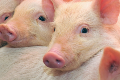 Giá heo hơi hôm nay 8/1/2026: Miền Bắc, miền Trung và miền Nam đồng loạt tăng nhẹ