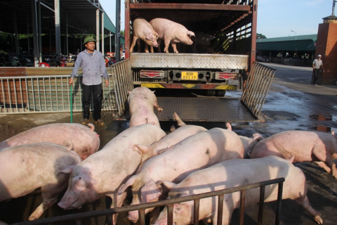 Giá heo hơi hôm nay 10/1/2026: 3 miền tăng mạnh, miền Bắc xác lập đỉnh mới 72.000 đồng/kg