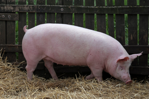 Giá heo hơi hôm nay 12/1/2026: 3 miền duy trì ngưỡng an toàn 72.000 đồng/kg