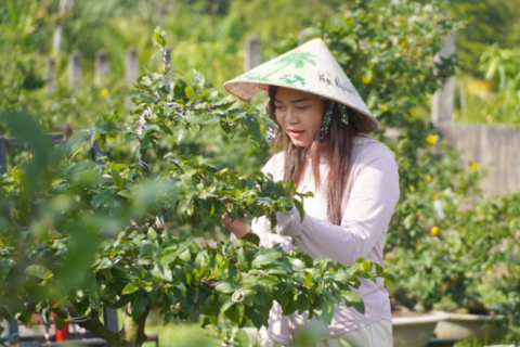 Vườn mai Cần Thơ thu 300 triệu đồng mỗi tháng nhờ livestream cận Tết