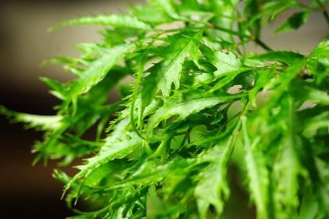 Mất ngủ có thể cải thiện bằng lá đinh lăng nhưng ai không nên dùng?