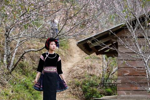 Điện Biên nườm nượp khách check-in mùa hoa mận, hoa đào