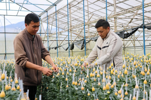 Lâm Đồng: Người dân tất bật chuẩn bị cho vụ hoa Tết 2026