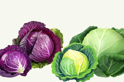 Rau bắp cải tốt cho người lao động làm việc nặng nhọc trong mùa đông