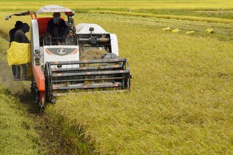 Lúa trúng mùa nhưng rớt giá, nông dân thêm nỗi lo