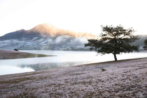 Đà Lạt xao xuyến mùa cỏ hồng phủ kín triền đồi