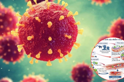 Lạng Sơn tăng cường giám sát, phòng chống dịch bệnh do vi rút Nipah