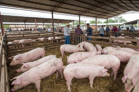 Giá heo hơi hôm nay 31/1/2026: Cao nhất chạm 81.000 đồng/kg