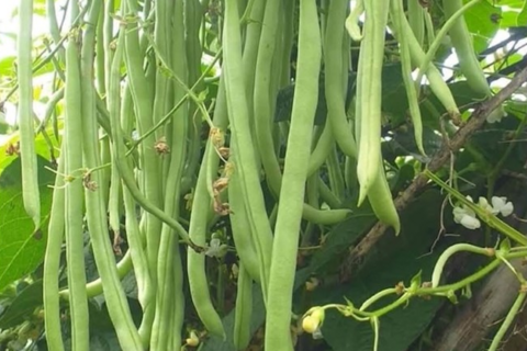 Xương chắc khỏe nhờ đậu cô ve - người lao động ngành nào nên tận dụng