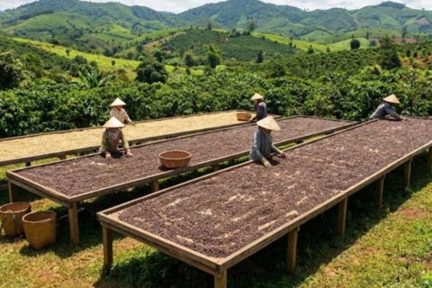 Giá cà phê hôm nay 2/2/2026 tiếp tục giữ trên 100.000 đồng/kg