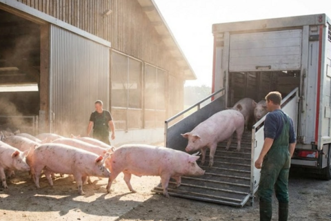 Giá heo hơi hôm nay 1/2/2026: Đã qua đỉnh hay còn tăng?