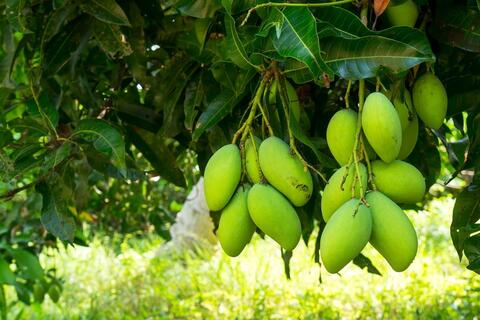 Giảm mỡ máu, ổn định đường huyết được hỗ trợ bằng cách ăn xoài đúng thời điểm