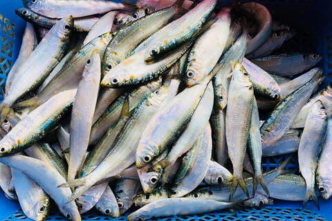 Người lao động nặng nên ăn cá gì để nhanh phục hồi cơ bắp?