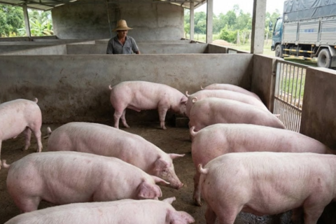 Giá heo hơi hôm nay 10/2/2026: Nguồn cung dồi dào, khó xảy ra biến động mạnh