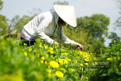 Làng hoa An Khương vượt thời tiết xấu, phấn khởi vào vụ Tết