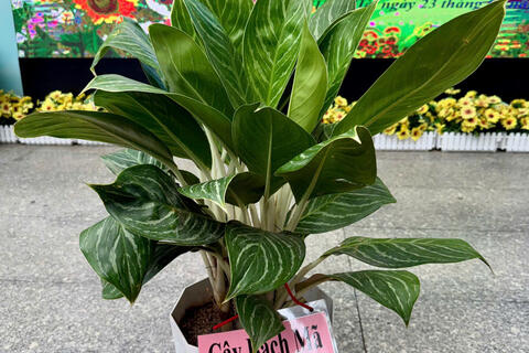 Gieo 'mầm xanh' cho trường lớp từ những điều gần gũi