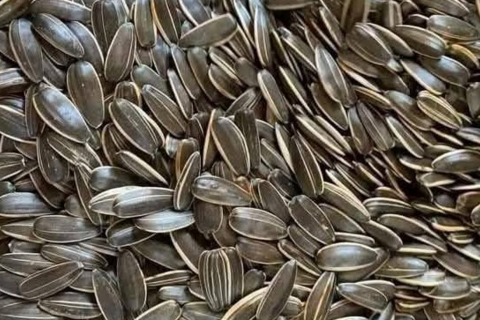 Hạt hướng dương có thể gây hại răng