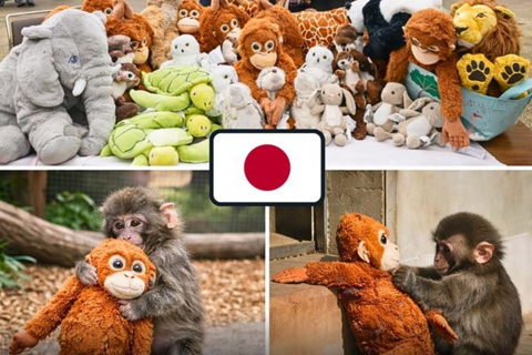 Khỉ con cô đơn ở Nhật Bản gây sốt trên mạng