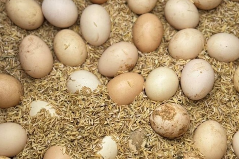 Ăn quá nhiều protein có thể gây hại cho thận