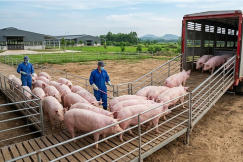 Giá heo hơi hôm nay 2/3/2026: Cả nước đi ngang, giá neo cao