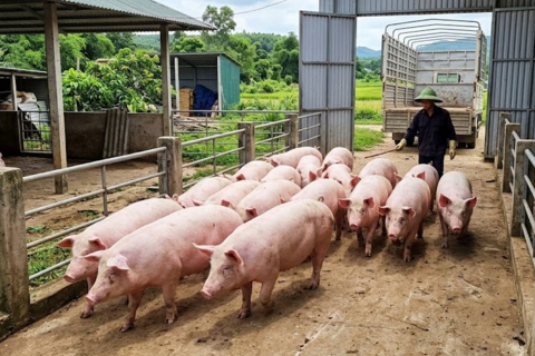 Giá heo hơi hôm nay 5/3: Cả nước dao động 65.000 – 70.000 đồng/kg