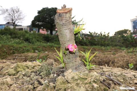 Nhà vườn trồng lại đào sau Tết, chuẩn bị cho mùa vụ mới