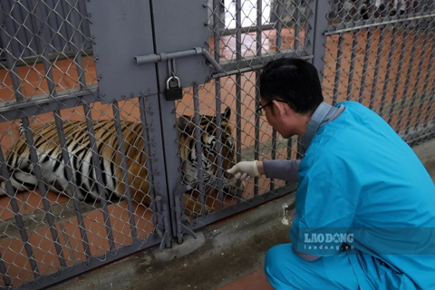 Những người "làm cha, làm mẹ" của đàn thú dữ giữa lòng Hà Nội