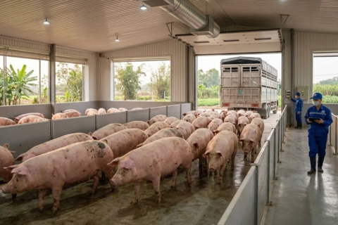 Giá heo hơi hôm nay 6/3: Miền Nam dẫn đầu, miền Bắc đi ngang