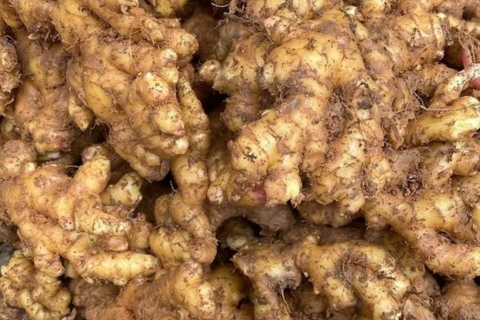 Tác dụng của gừng đối với tóc