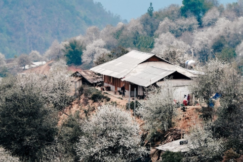 Mơ màng mùa hoa sơn tra ở bản H’Mông cao nhất Việt Nam
