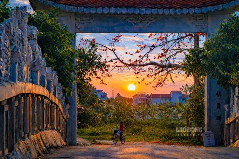 Mê mẩn sắc hoa gạo đỏ rực giữa làng quê Hưng Yên