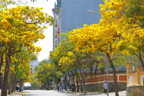 Mùa hoa phong linh vàng rực rỡ ở phố biển Vũng Tàu