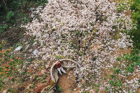 Mùa hoa ban phủ trắng núi rừng Mộc Châu